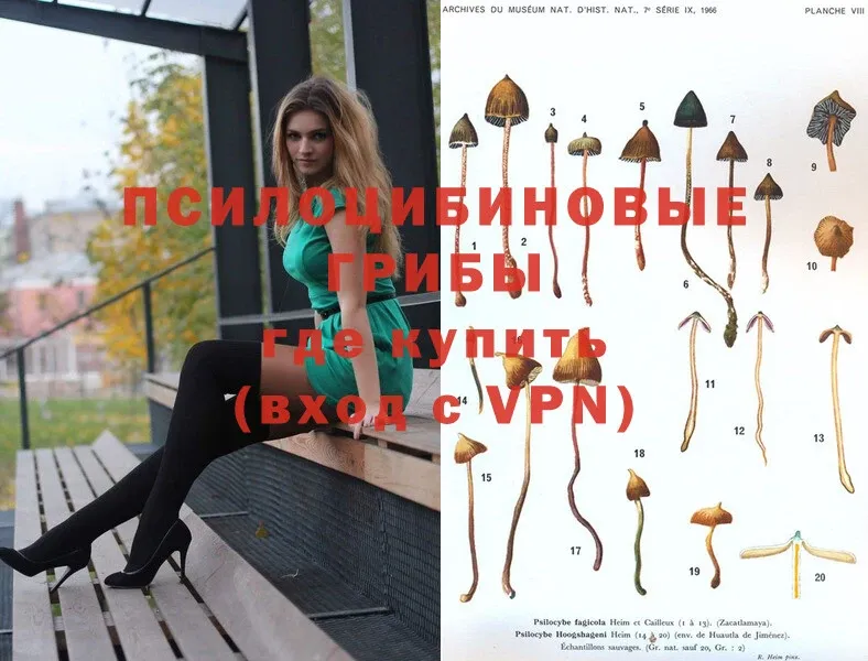 Галлюциногенные грибы Psilocybe  Венёв 